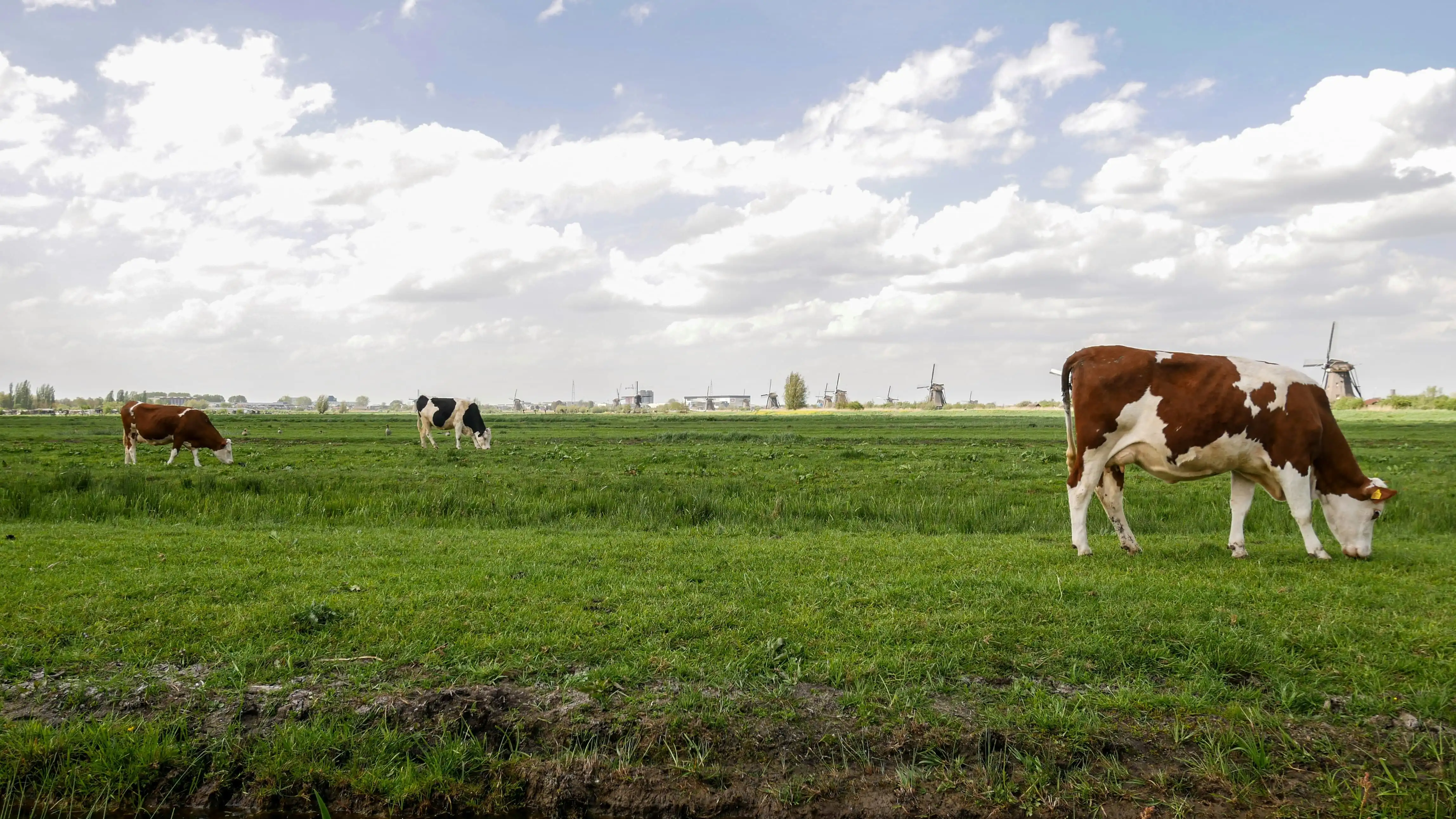 Agriculture contributes over 33% of GDP of the African continent
